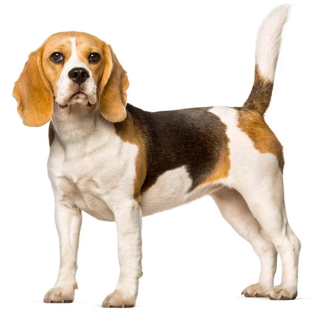 Beagle for cats