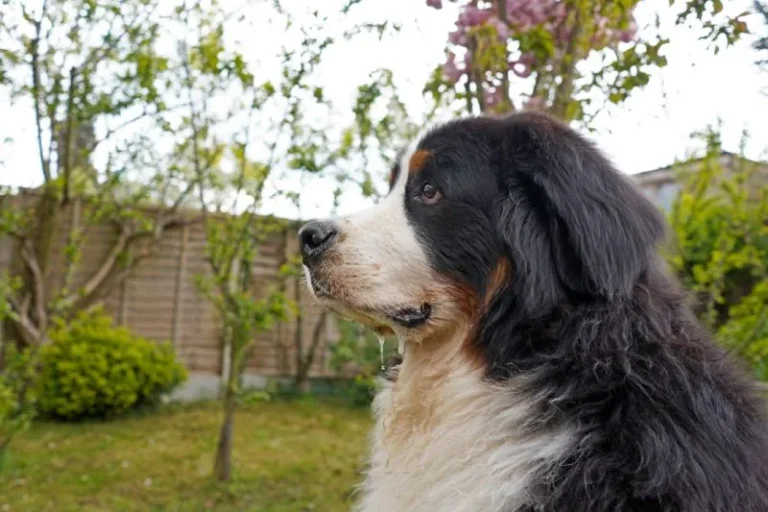 Do Bernese Mountain Dogs Drool? Pet Owner’s Review