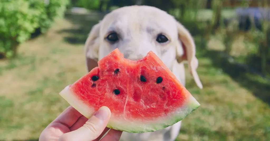 Dogs and Watermelon