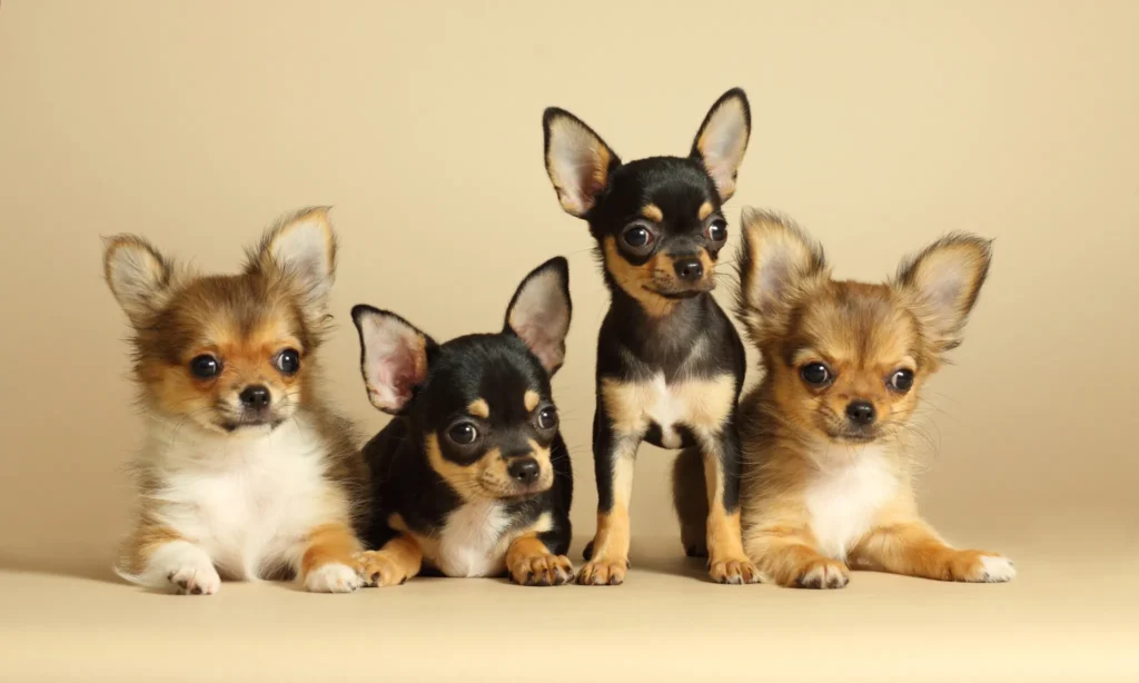 Group of Chihuahuas
