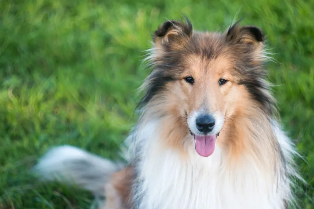 Collie best dog for cats