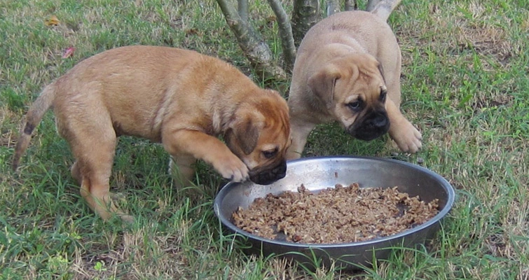 Puppies Eating Food