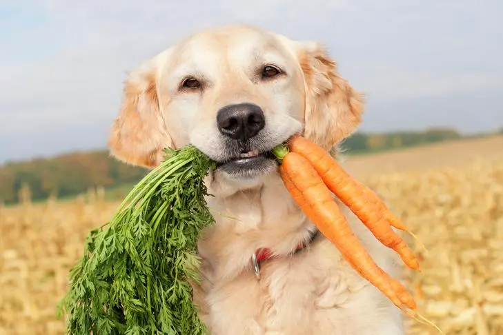 Are Carrots Good for Dogs Teeth? Pet Parent’s Guide