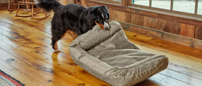 How to Stop Your Dog from Chewing His Dog Bed?