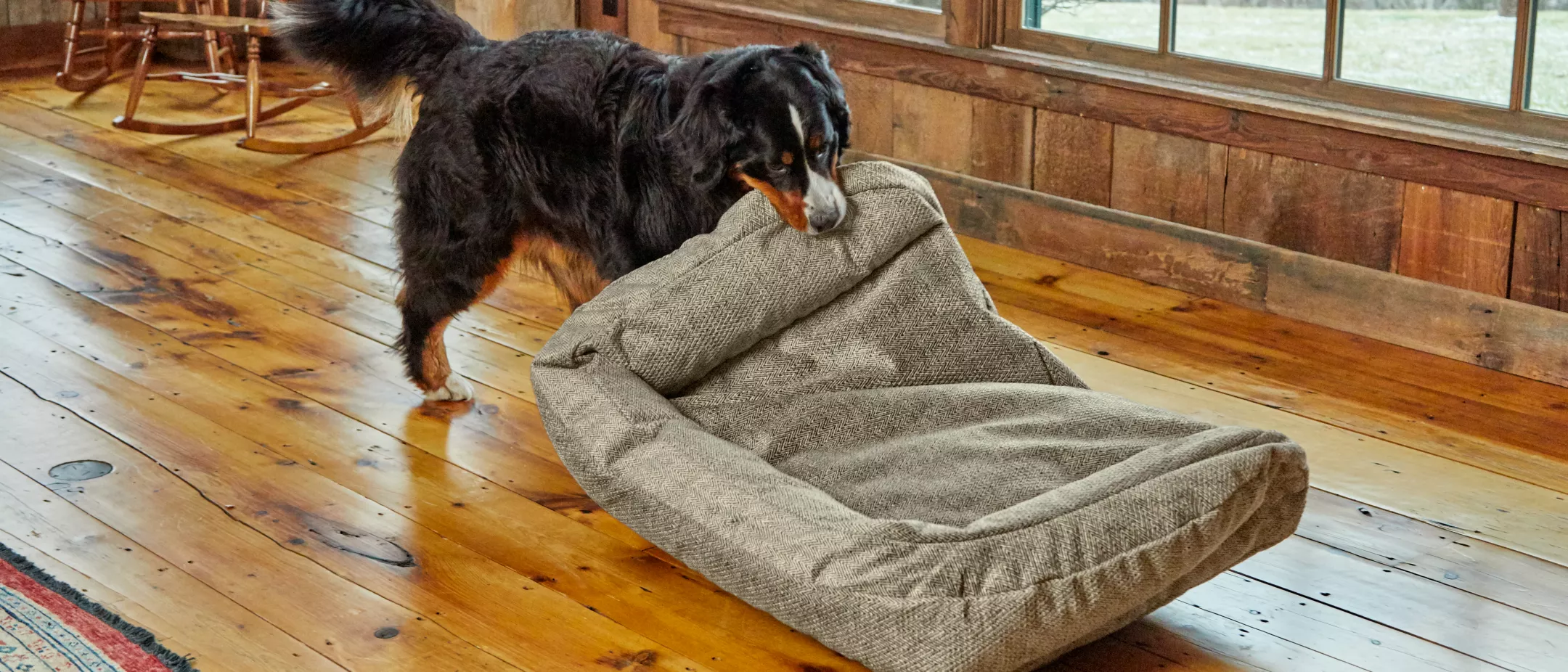 How to Stop Your Dog from Chewing His Dog Bed