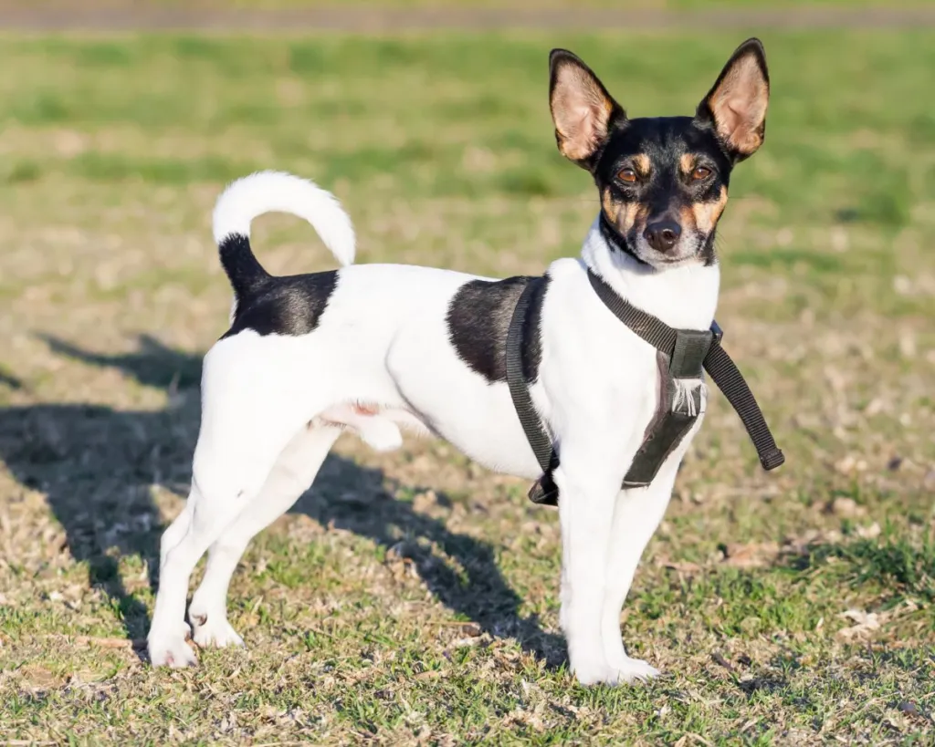 Rat Terrier for squirrel hunting