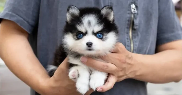 Teacup Pomsky: The Ultimate Breed Guide