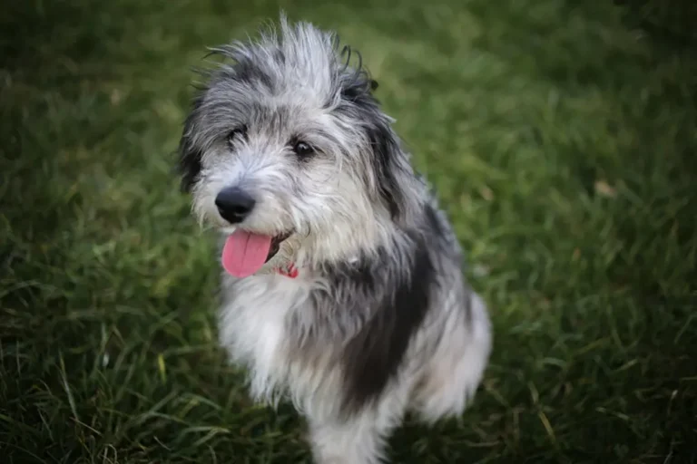 Toy Aussiedoodle: Smart and Silly Family Dog