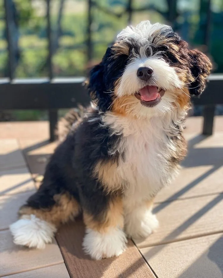 Tiny Bernedoodle: All You Need To Know