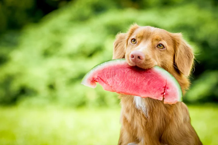 Toller eating Watermelon