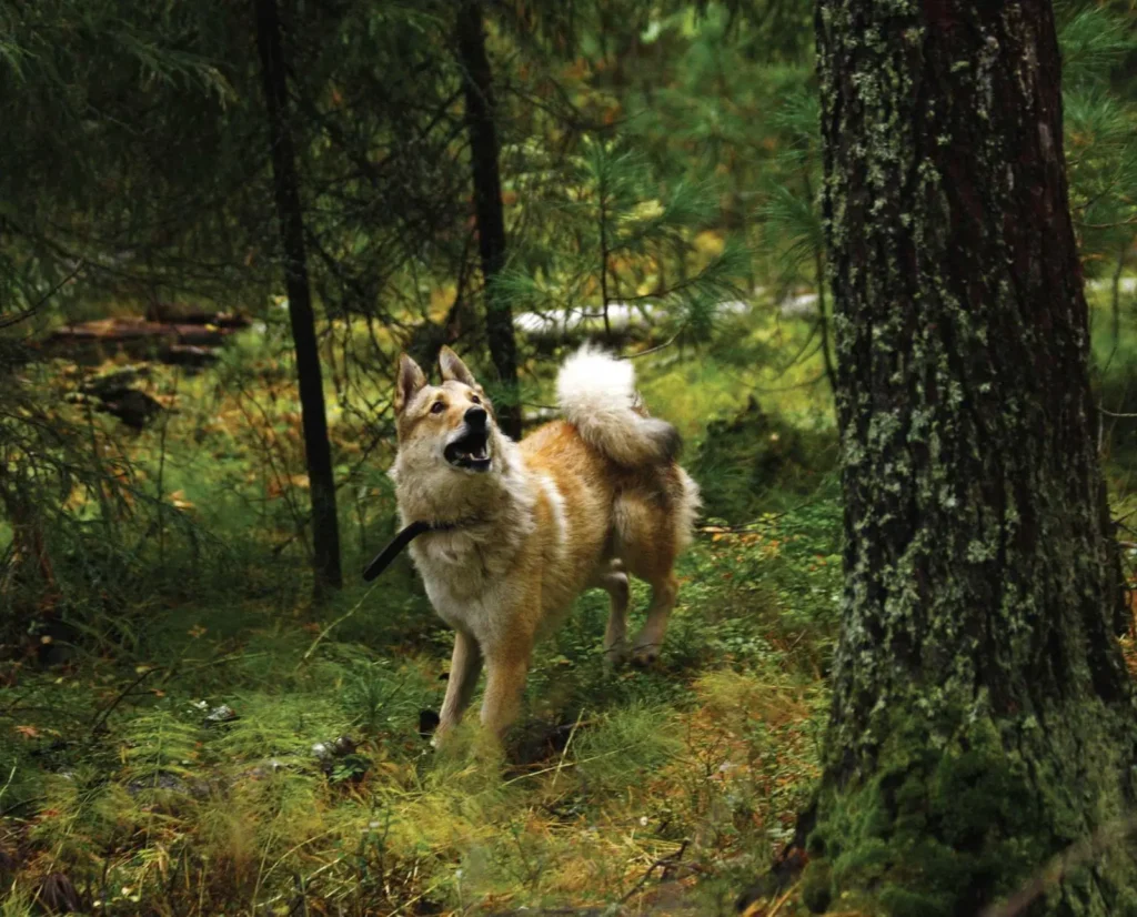 West Siberian Laika for hunting