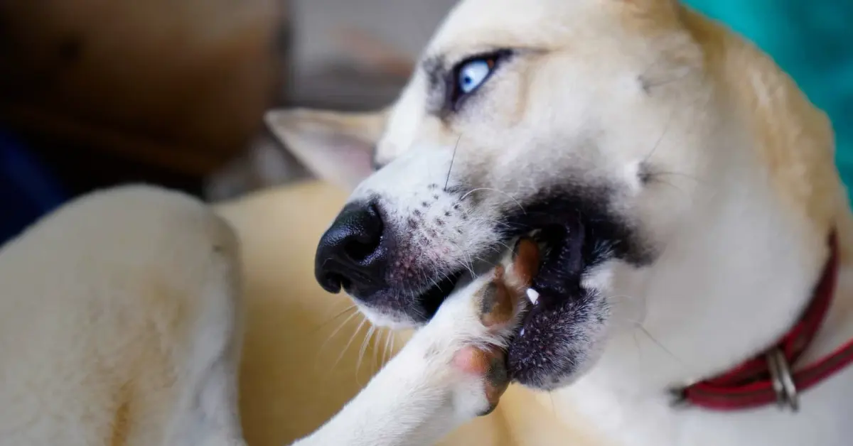 Why Dogs Bite Their Paws