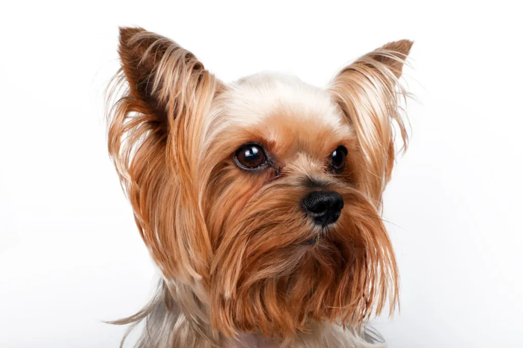 Yorkshire Terrier dog for rats