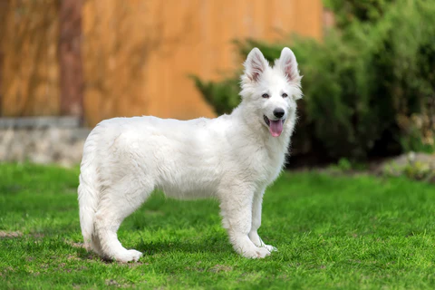 Cute White German Shepherd