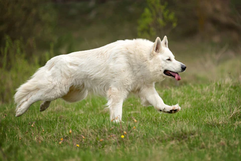 White Shepherd Running
