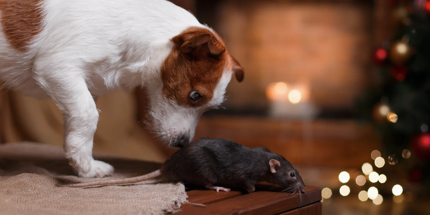 best dogs for rats