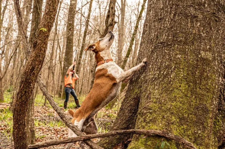 Best Dogs for Squirrel Hunting Adventures