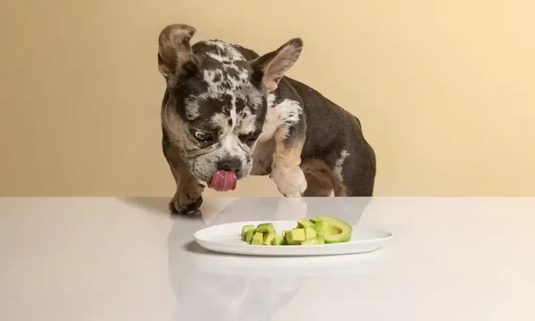 Why Can’t Dogs Eat Avocado: Understanding the Facts