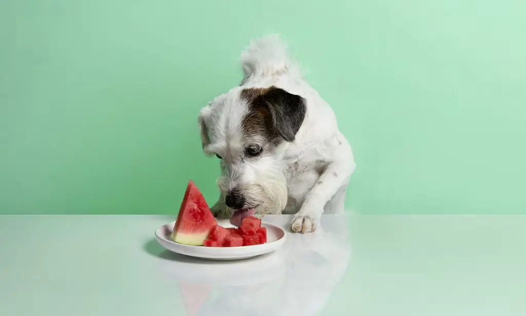 Dog eating watermelon seeds