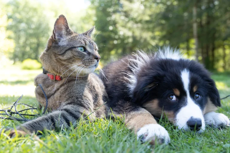 Are Dogs Cleaner Than Cats: Debunking Myths