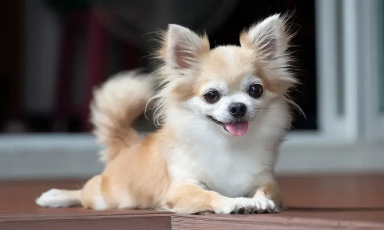 Characteristics of a Chihuahua Breed: Personality, Care, Lifespan