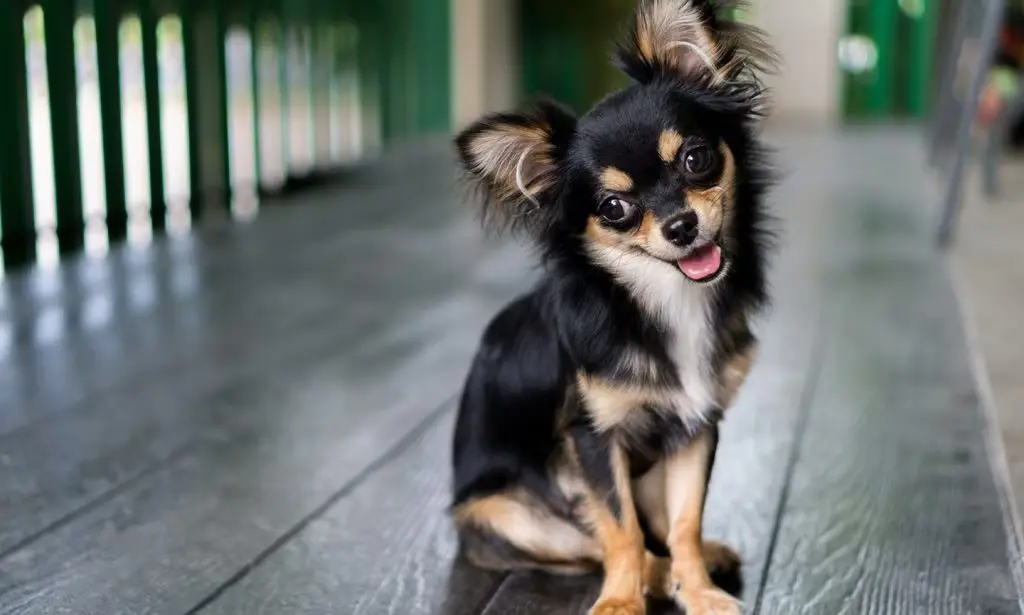 Chihuahua Smiling