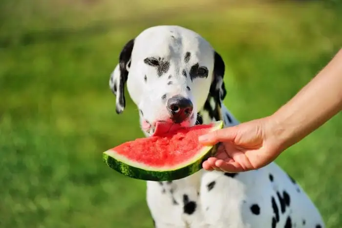 Can Dogs Eat Watermelon Seeds?
