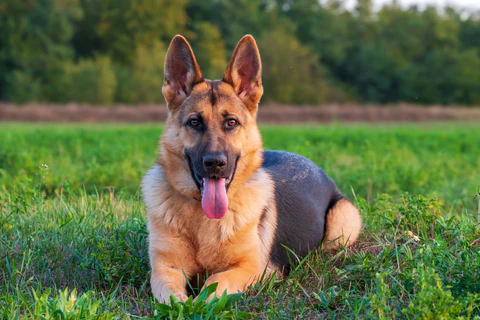 German Shepherd Care: Essential Tips and Techniques