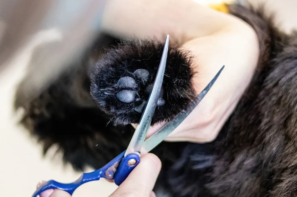 Dog Nail Cutting