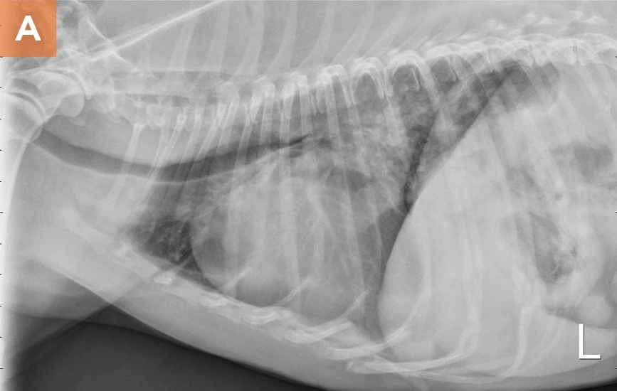 kennel cough in dogs xray