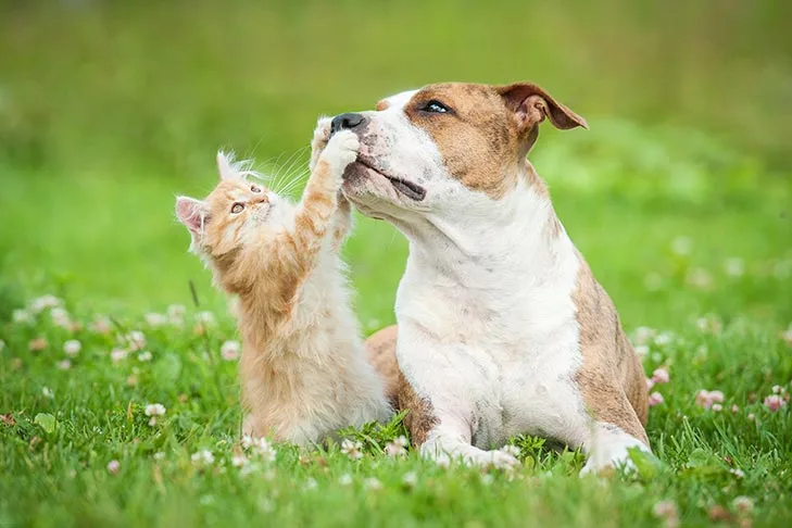9 Best Dogs To Have With Cats And Tips
