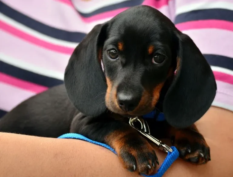Mini Dachshund Puppies: Lifespan, Size, and More