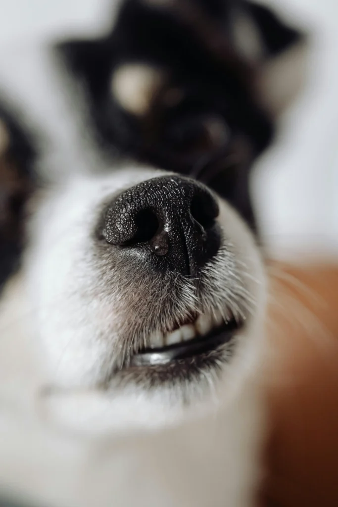 Kennel Nose in Dogs