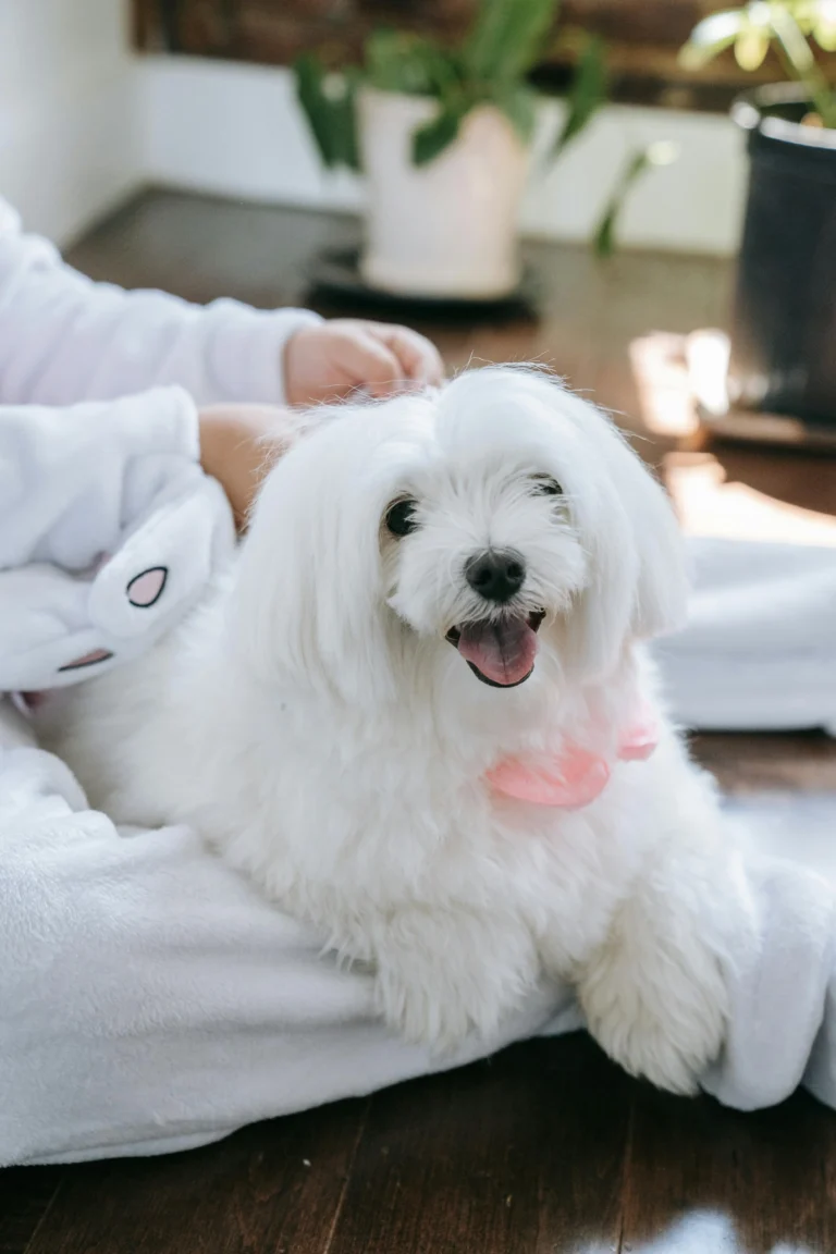 Teacup Maltese Dog: Everything You Need to Know