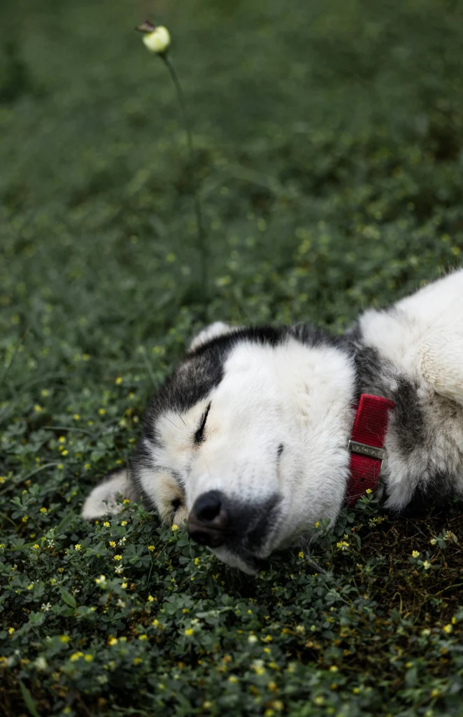 Dog lying in stress