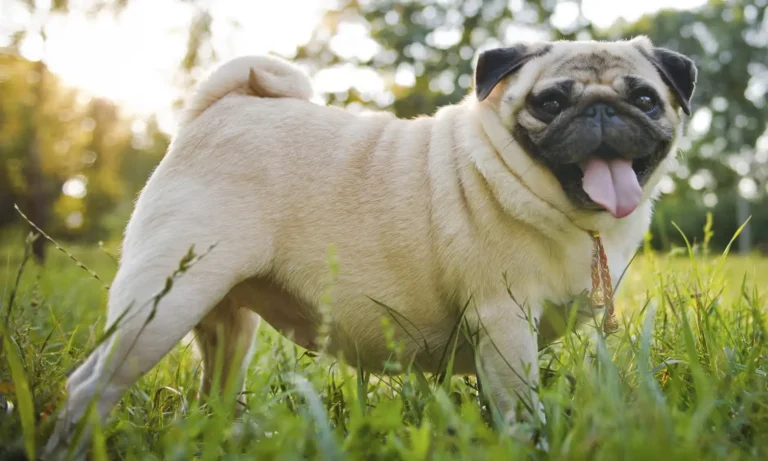 Why Pugs Are the Worst: A Look at Pug Ownership
