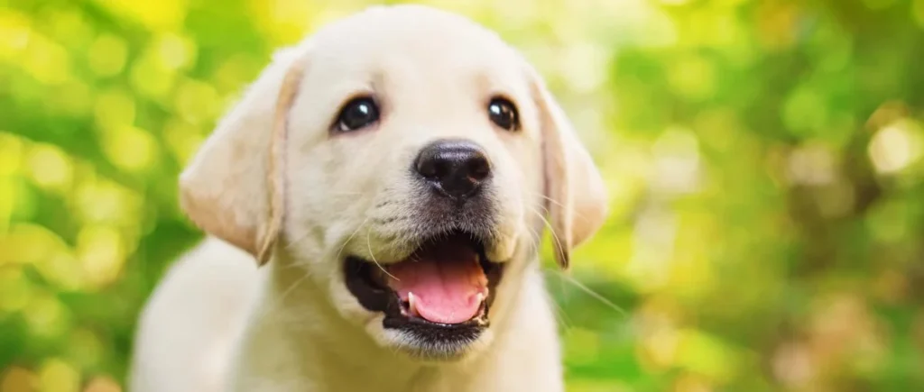 How to Take Care of a Puppy for Beginners