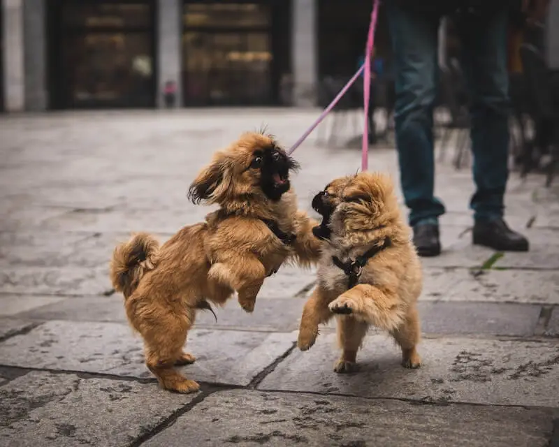 Puppies for Routine Walk
